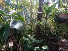 Conheça Casa 1 quarto à venda Jardim Sulacap, Rio de Janeiro - R$ 225.000 - OP1355 - 17 17