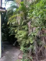 Casa à venda Rua Regência, Realengo, Rio de Janeiro - R$ 250.000 - OP1365QT2