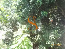Vista para o verde do salão de jantar - 49