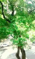 Conheça 20190316_111229 RET do imóvel - Apartamento à venda Avenida Oswaldo Cruz, Flamengo, Zona Sul,Rio de Janeiro - R$ 2.290.000 - 4-6293 - 21 20190316_111229 RET - 21