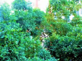 Conheça CIMG4428 do imóvel - Apartamento à venda Rua Xavier da Silveira, Copacabana, Zona Sul,Rio de Janeiro - R$ 2.800.000 - 4-5871 - 21 CIMG4428 - 21