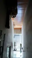 Conheça Excelente Aptº Tipo Casa 02 Quartos na Penha - 275 - 11 11