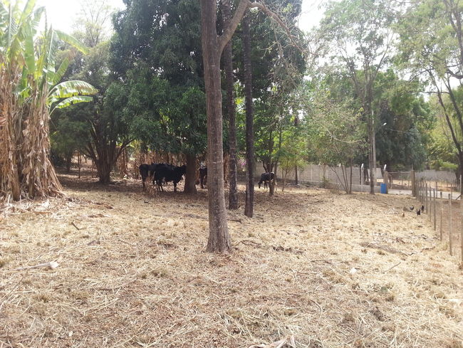 Conheça Terreno Comercial à venda Pedro Leopoldo,MG - VRT003 - 4 4