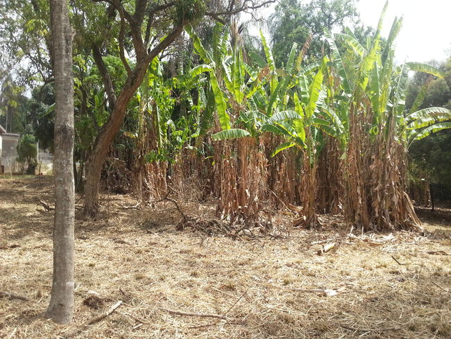 Conheça Terreno Comercial à venda Pedro Leopoldo,MG - VRT003 - 5 5
